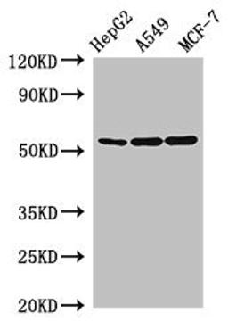 Western Blot. Positive WB detected in: HepG2 whole cell lysate, A549 whole cell lysate, MCF-7 whole cell lysate. All lanes: SLC24A5 antibody at 2.5µg/ml. Secondary. Goat polyclonal to rabbit IgG at 1/50000 dilution. Predicted band size: 55, 49 kDa. Observed band size: 55 kDa