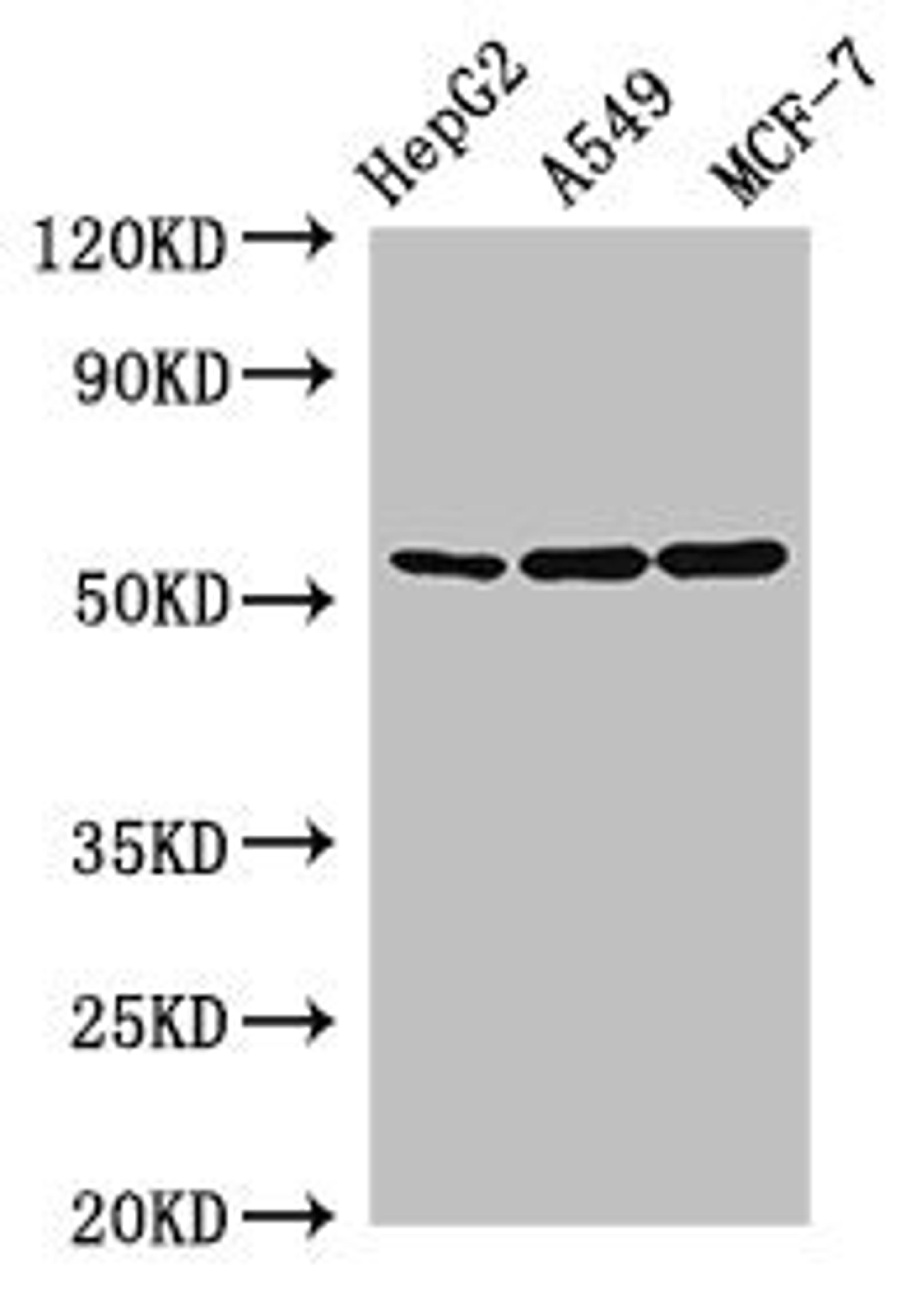 Western Blot. Positive WB detected in: HepG2 whole cell lysate, A549 whole cell lysate, MCF-7 whole cell lysate. All lanes: SLC24A5 antibody at 2.5µg/ml. Secondary. Goat polyclonal to rabbit IgG at 1/50000 dilution. Predicted band size: 55, 49 kDa. Observed band size: 55 kDa