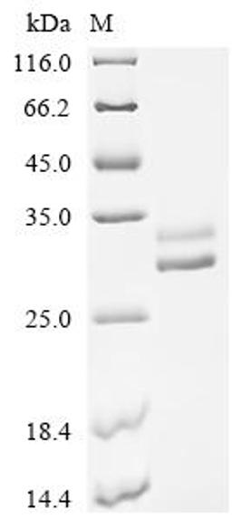 (Tris-Glycine gel) Discontinuous SDS-PAGE (reduced) with 5% enrichment gel and 15% separation gel.