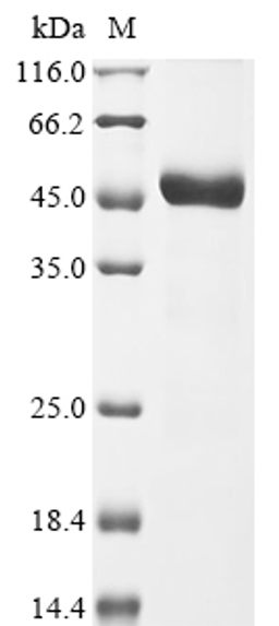(Tris-Glycine gel) Discontinuous SDS-PAGE (reduced) with 5% enrichment gel and 15% separation gel.