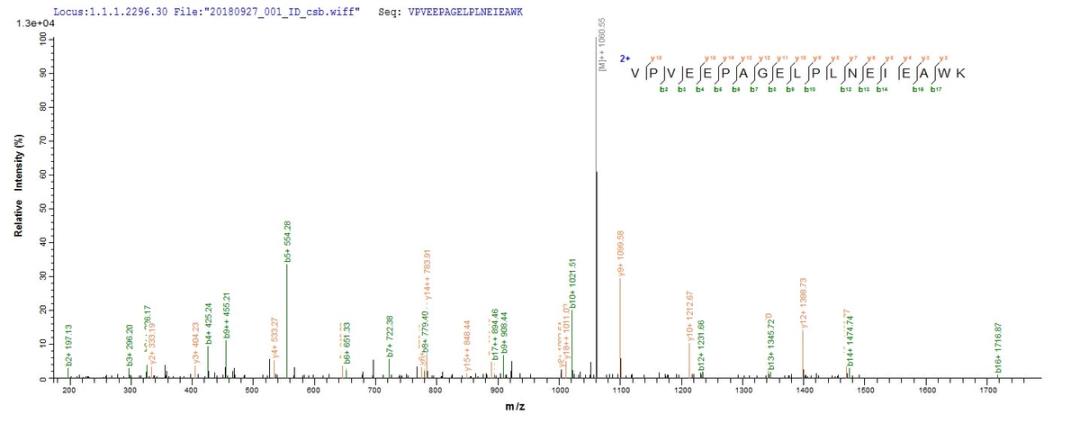 Based on the SEQUEST from database of E.coli host and target protein, the LC-MS/MS Analysis result of CSB-CF018146MO could indicate that this peptide derived from E.coli-expressed Recombinant Mouse Phospholipase D3(Pld3) Pld3.