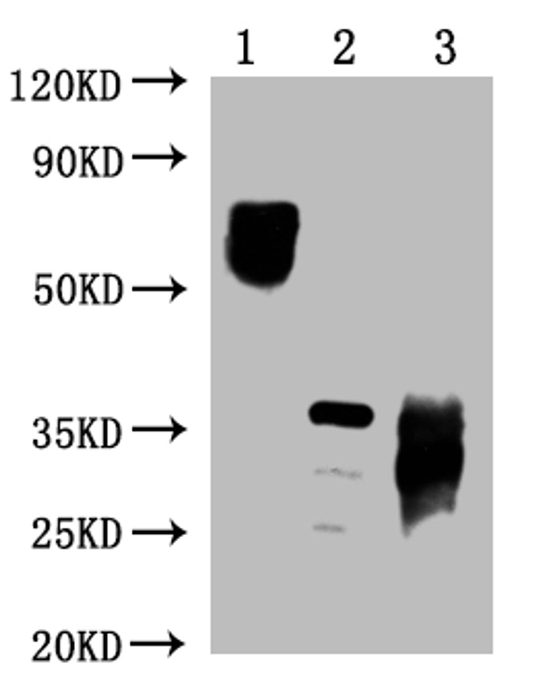 Western Blot.  Positive WB detected in: 10ug 293 whole cell lysate transfected with PD-1, 25ng recombinant protein from E.coli, 25ng recombinant protein from Mammalian cell .  PD-1 antibody at 1:1000 .  Secondary.  Goat polyclonal to mouse IgG at 1/50000 dilution.  Predicted band size: 72, 36 KDa.  Observed band size: 72, 36 KDa.  Exposure time: 5min