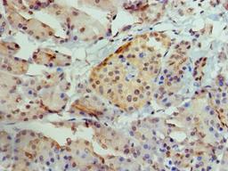 Immunohistochemistry of paraffin-embedded human pancreatic tissue using CSB-PA001502HA01HU at dilution of 1:100
