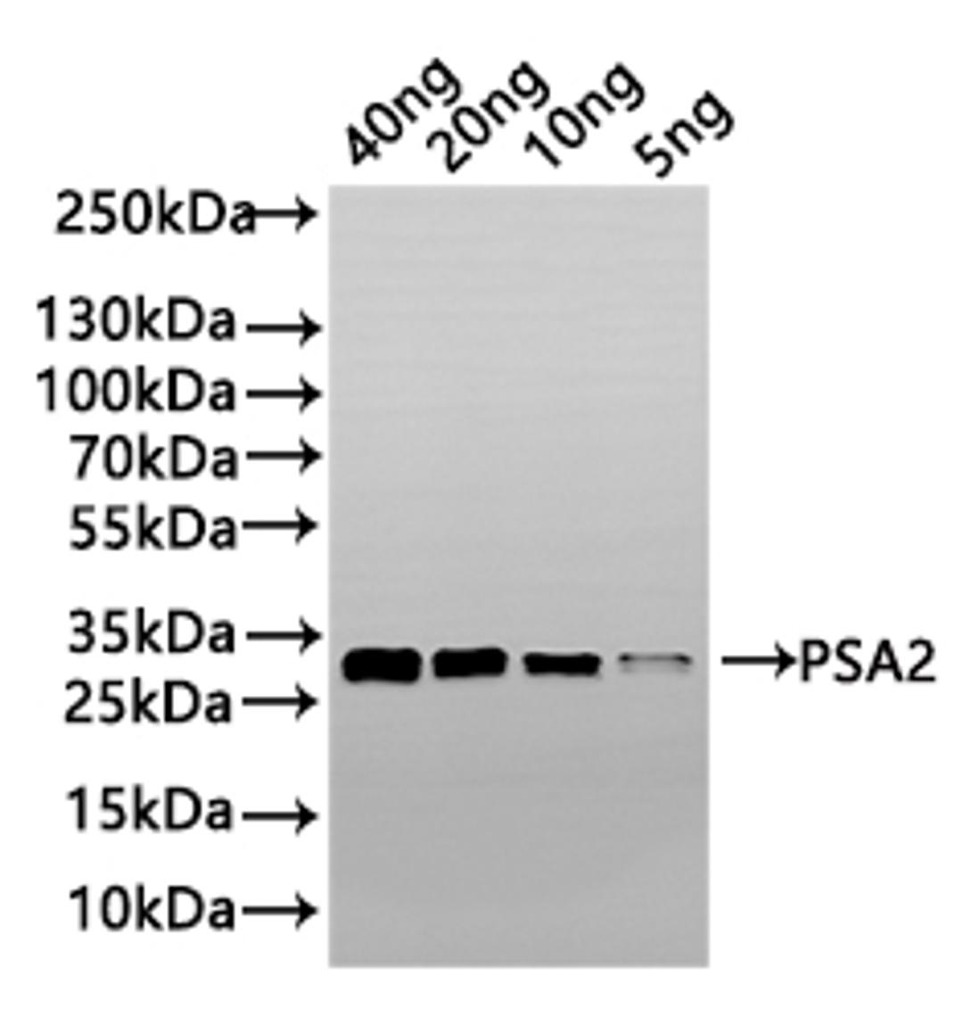 Western Blot. Positive WB detected in: recombinant protein. All lanes: PSA2 Antibody at 1:1000. Secondary. Goat polyclonal to rabbit IgG at 1/50000 dilution. Predicted band size: 24 kDa. Observed band size: 33 kDa. 