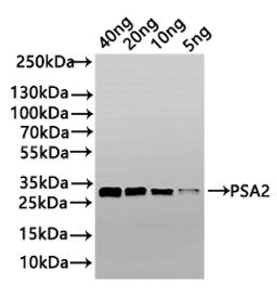 Western Blot. Positive WB detected in: recombinant protein. All lanes: PSA2 Antibody at 1:1000. Secondary. Goat polyclonal to rabbit IgG at 1/50000 dilution. Predicted band size: 24 kDa. Observed band size: 33 kDa. 