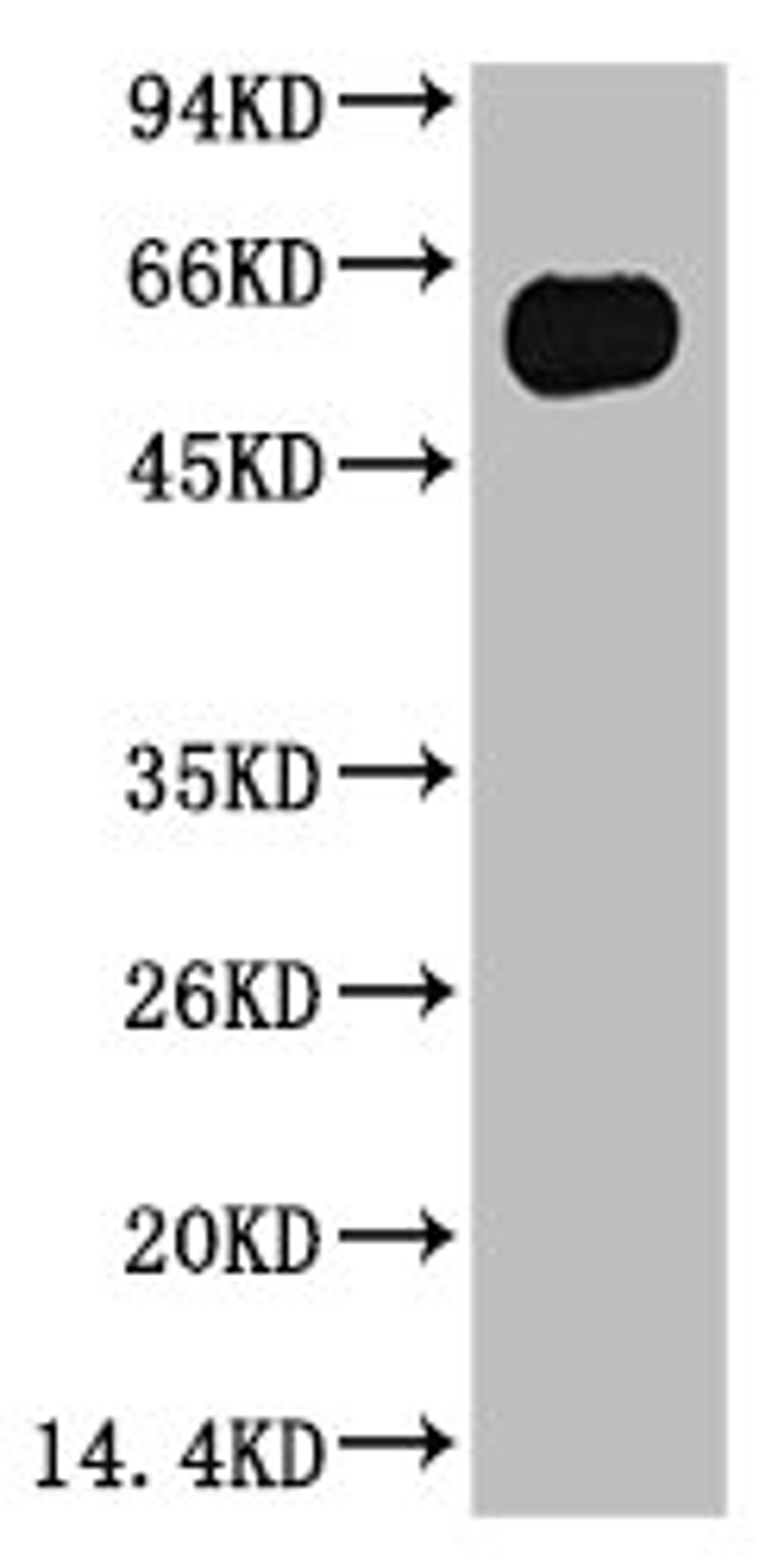 Western blot analysis of Zebrafish skeletal muscle, (Zebrafish Specific) diluted at 1:5000.