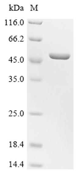 (Tris-Glycine gel) Discontinuous SDS-PAGE (reduced) with 5% enrichment gel and 15% separation gel.