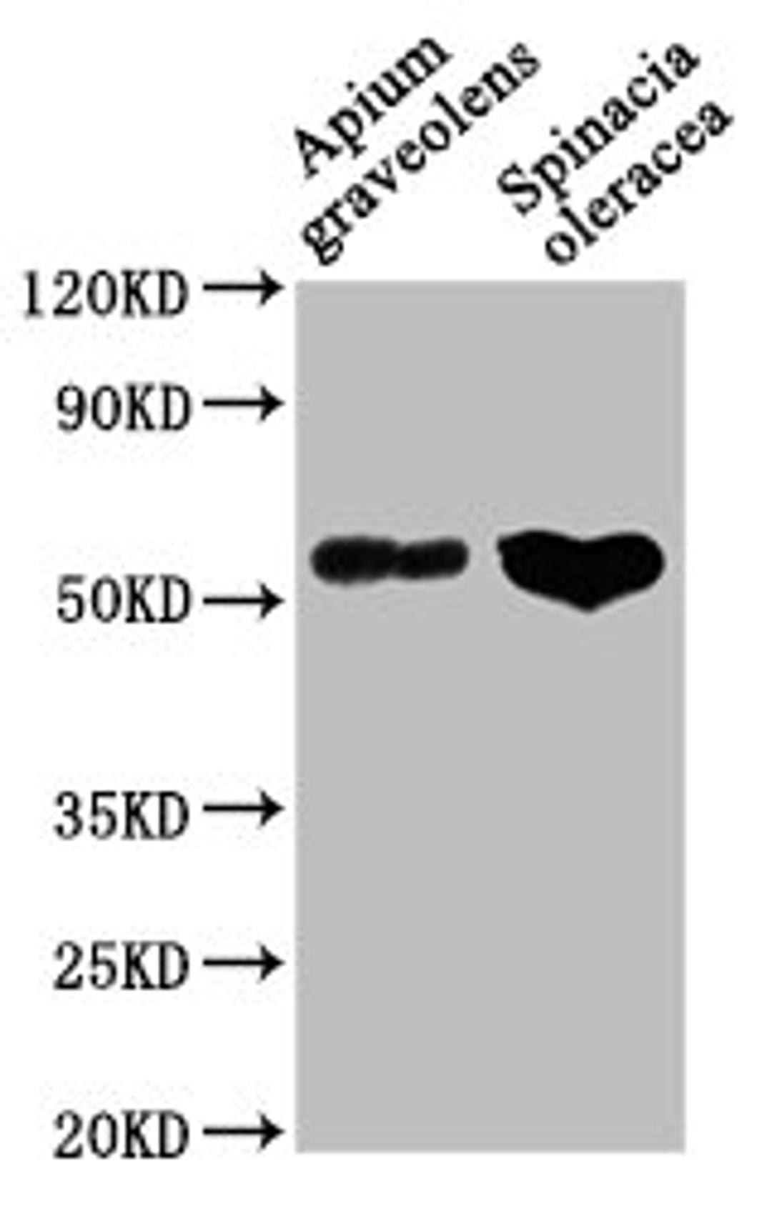 Western Blot. Positive WB detected in: Apium graveolens leaf tissue, Spinacia oleracea leaf tissue. All lanes: CAT1 antibody at 1:1000. Secondary. Goat polyclonal to rabbit IgG at 1/50000 dilution. Predicted band size: 57 kDa. Observed band size: 57 kDa