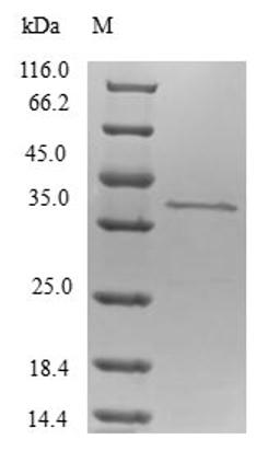 (Tris-Glycine gel) Discontinuous SDS-PAGE (reduced) with 5% enrichment gel and 15% separation gel.