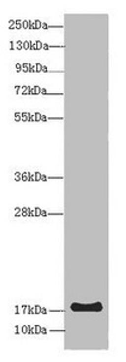 Western blot. All lanes: LMO2 antibody at 8 ug/ml + Mouse spleen tissue. Secondary. Goat polyclonal to rabbit IgG at 1/10000 dilution. Predicted band size: 19, 26, 6 kDa. Observed band size: 19 kDa. 