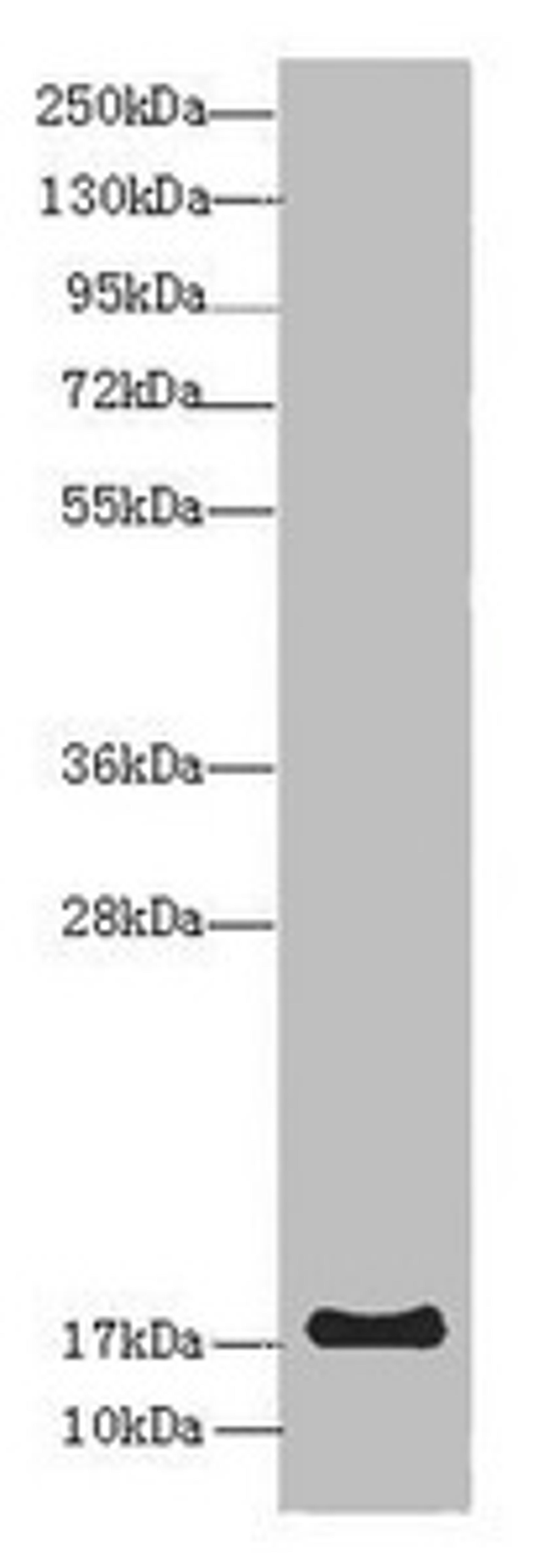 Western blot. All lanes: LMO2 antibody at 8 ug/ml + Mouse spleen tissue. Secondary. Goat polyclonal to rabbit IgG at 1/10000 dilution. Predicted band size: 19, 26, 6 kDa. Observed band size: 19 kDa. 