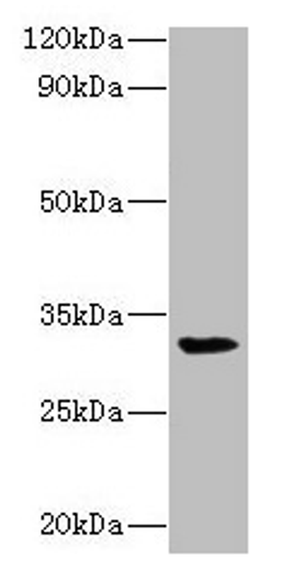 Western blot. All lanes: RPSA antibody at 2µg/ml + Mouse small intestine tissue. Secondary. Goat polyclonal to rabbit lgG at 1/15000 dilution. Predicted band size: 33 kDa. Observed band size: 33 kDa