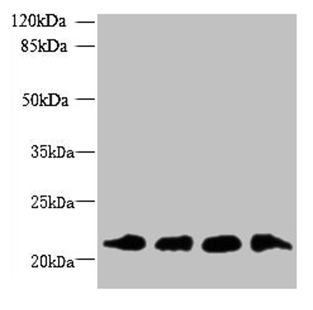 Western blot. All lanes: MRPL18 antibody at 8µg/ml. Lane 1: U251 whole cell lysate. Lane 2: THP-1 whole cell lysate. Lane 3: PC-3 whole cell lysate. Lane 4: U87 whole cell lysate. Secondary. Goat polyclonal to rabbit IgG at 1/10000 dilution. Predicted band size: 21 kDa. Observed band size: 21 kDa
