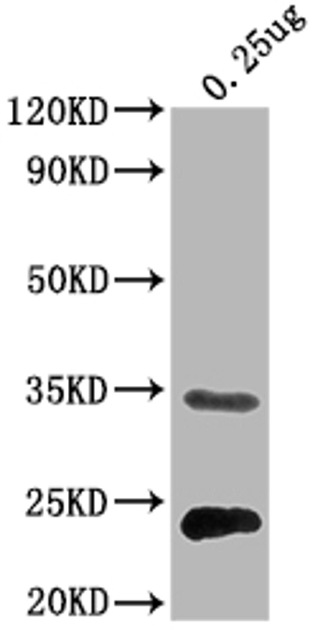 Western Blot. Positive WB detected in Recombinant protein. All lanes:eutC antibody at 1:2000. Secondary. Goat polyclonal to rabbit IgG at 1/50000 dilution. Predicted band size: 32 kDa. Observed band size: 32 kDa. 