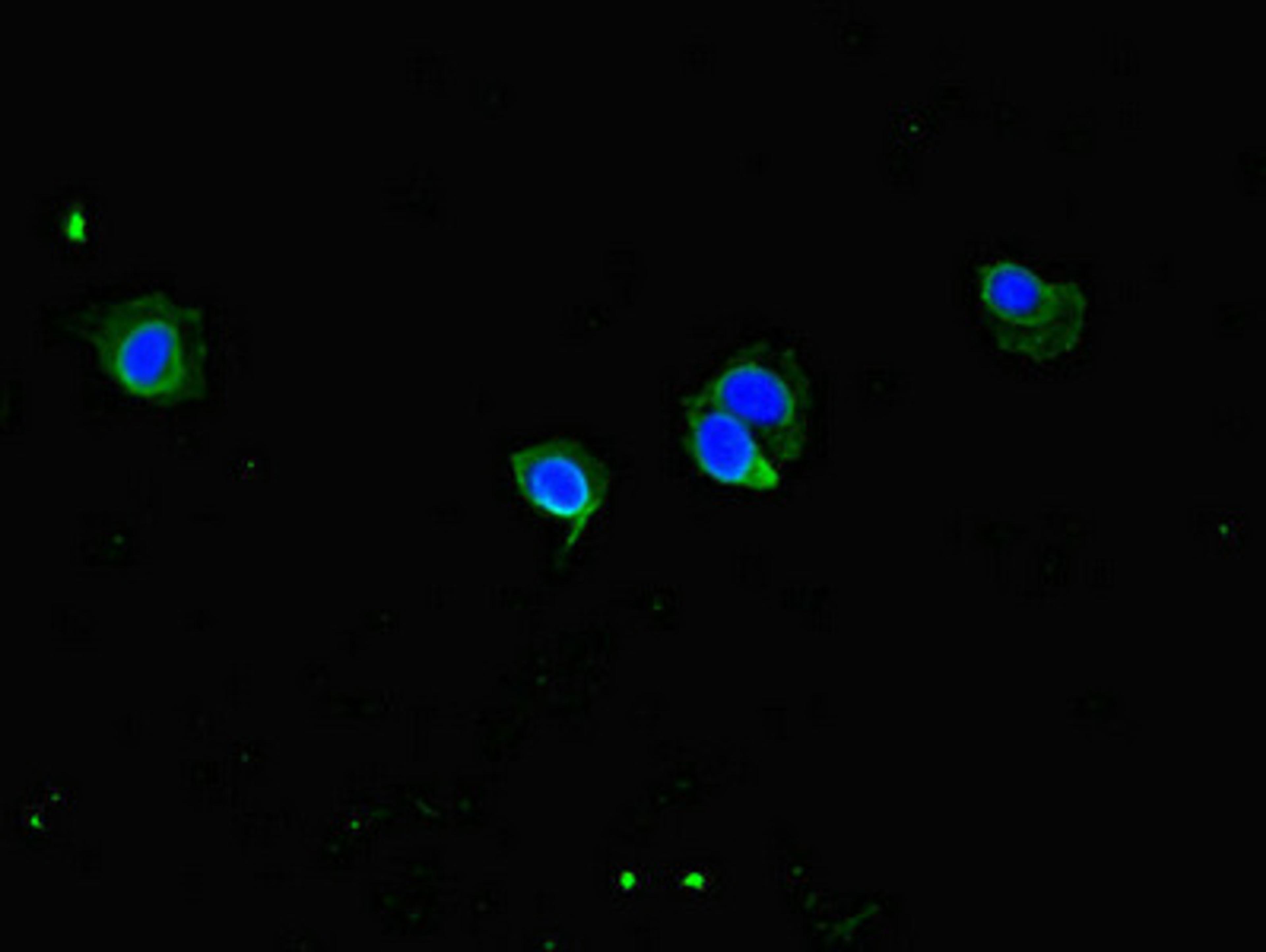 Immunofluorescent analysis of Hela cells using CSB-PA880938LA01HU at dilution of 1:100 and Alexa Fluor 488-congugated AffiniPure Goat Anti-Rabbit IgG(H+L)