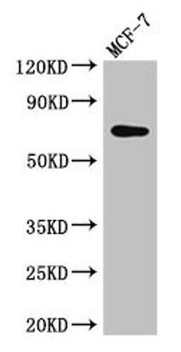 Western Blot. Positive WB detected in: MCF-7 whole cell lysate. All lanes: KARS antibody at 2.5µg/ml. Secondary. Goat polyclonal to rabbit IgG at 1/50000 dilution. Predicted band size: 69, 72 kDa. Observed band size: 69 kDa