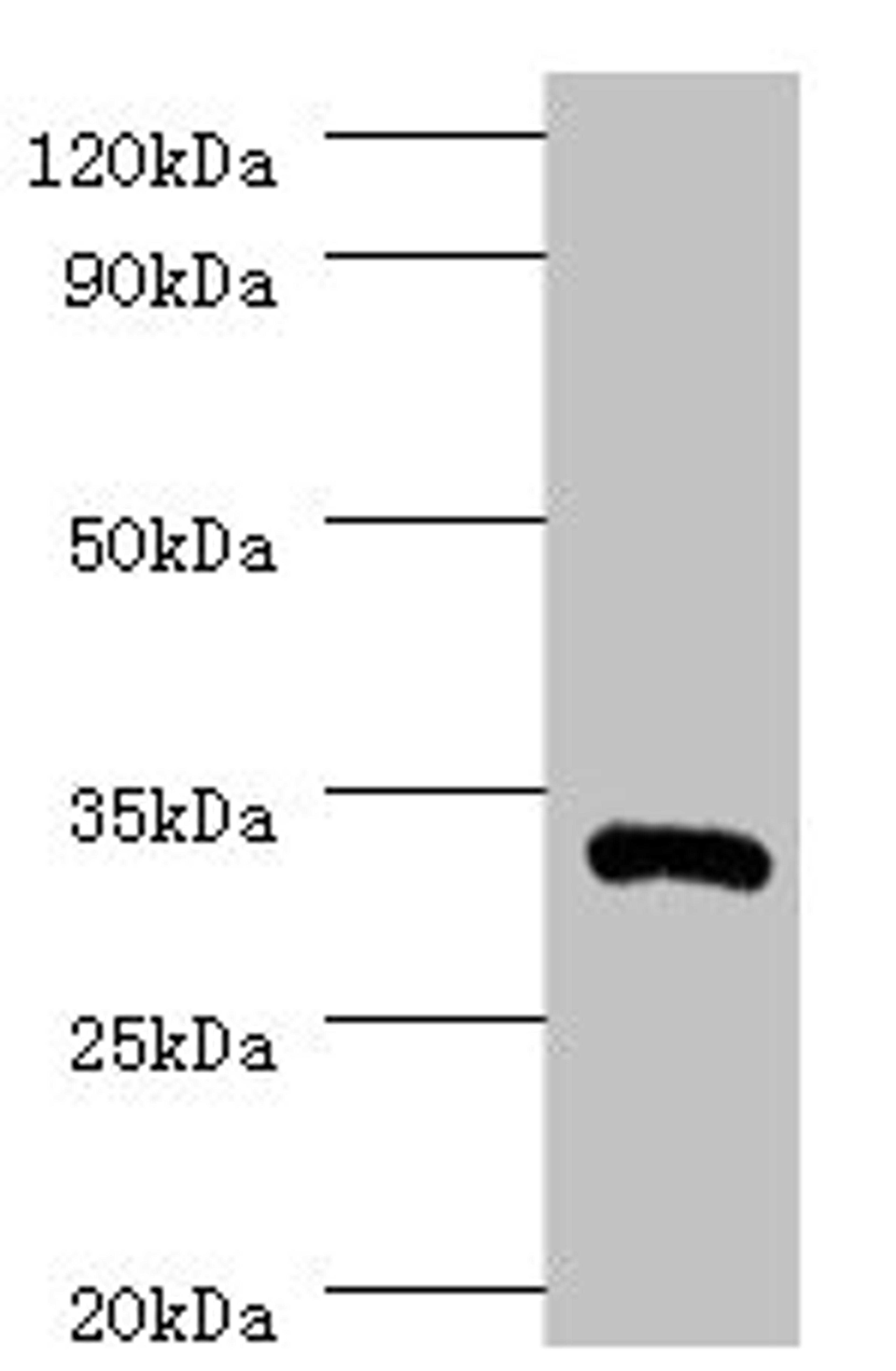 Western blot. All lanes: IL1B antibody at 2µg/ml + Recombinant Interleukin-1 beta protein 0.01µg. Secondary. Goat polyclonal to rabbit IgG at 1/10000 dilution. Predicted band size: 31 kDa. Observed band size: 31 kDa