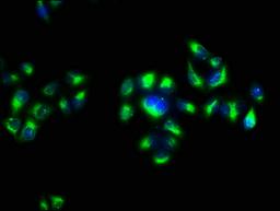 Immunofluorescence staining of Hela cells with CSB-PA001950OJ01HU at 1:133, counter-stained with DAPI. The cells were fixed in 4% formaldehyde, permeabilized using 0.2% Triton X-100 and blocked in 10% normal Goat Serum. The cells were then incubated with the antibody overnight at 4&deg;C. The secondary antibody was Alexa Fluor 488-congugated AffiniPure Goat Anti-Rabbit IgG(H+L).