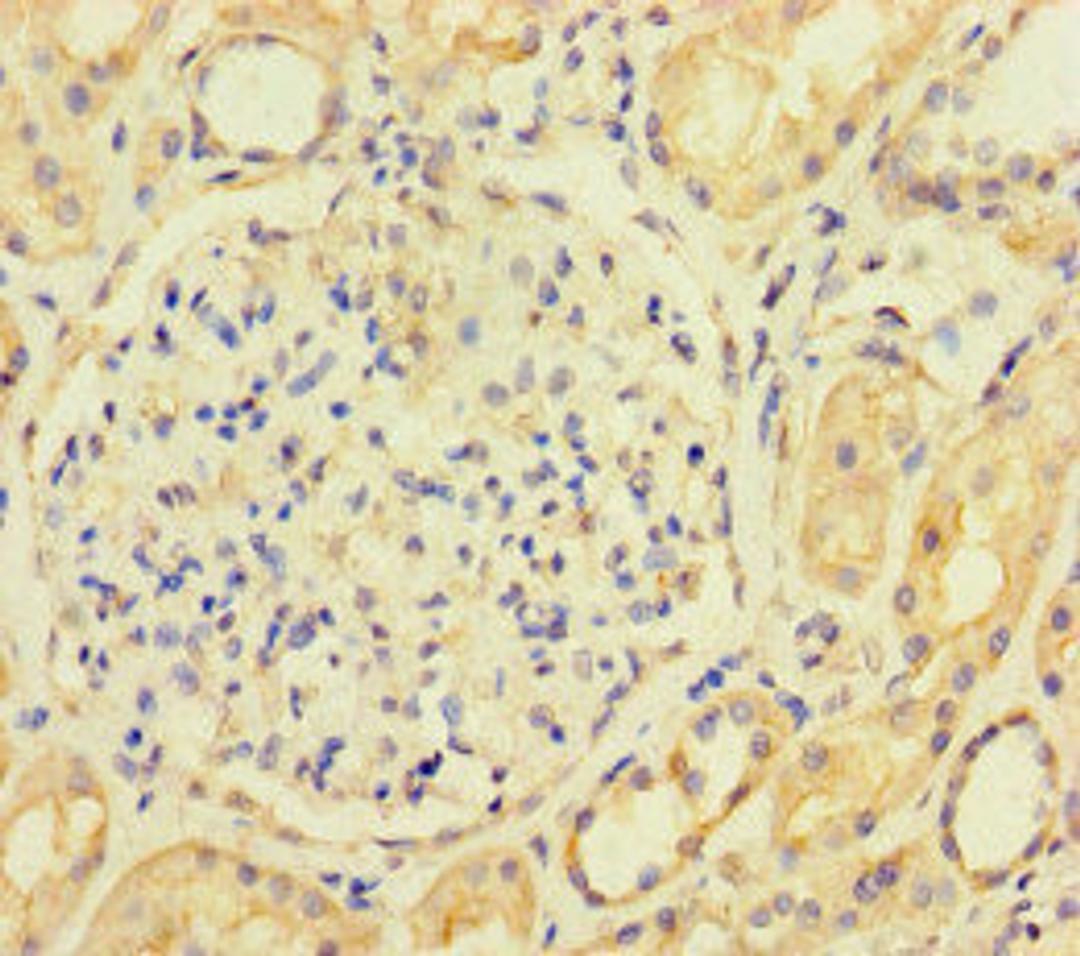 Immunohistochemistry of paraffin-embedded human kidney tissue using CSB-PA840564LA01HU at dilution of 1:100