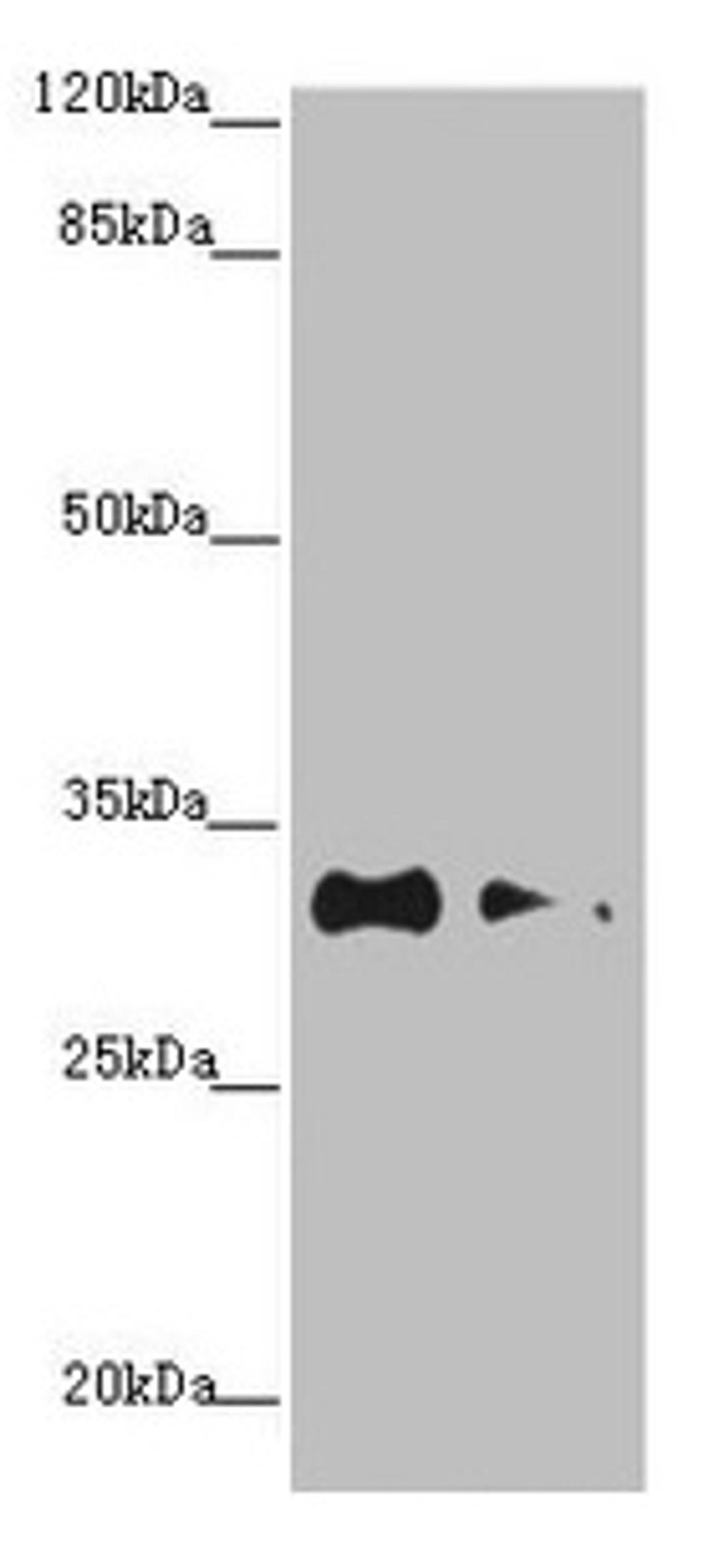 Western blot. All lanes: CNPY3 antibody at 1.2µg/ml. Lane 1: HepG2 whole cell lysate. Lane 2: MCF-7 whole cell lysate. Secondary. Goat polyclonal to rabbit IgG at 1/10000 dilution. Predicted band size: 31, 6 kDa. Observed band size: 31 kDa
