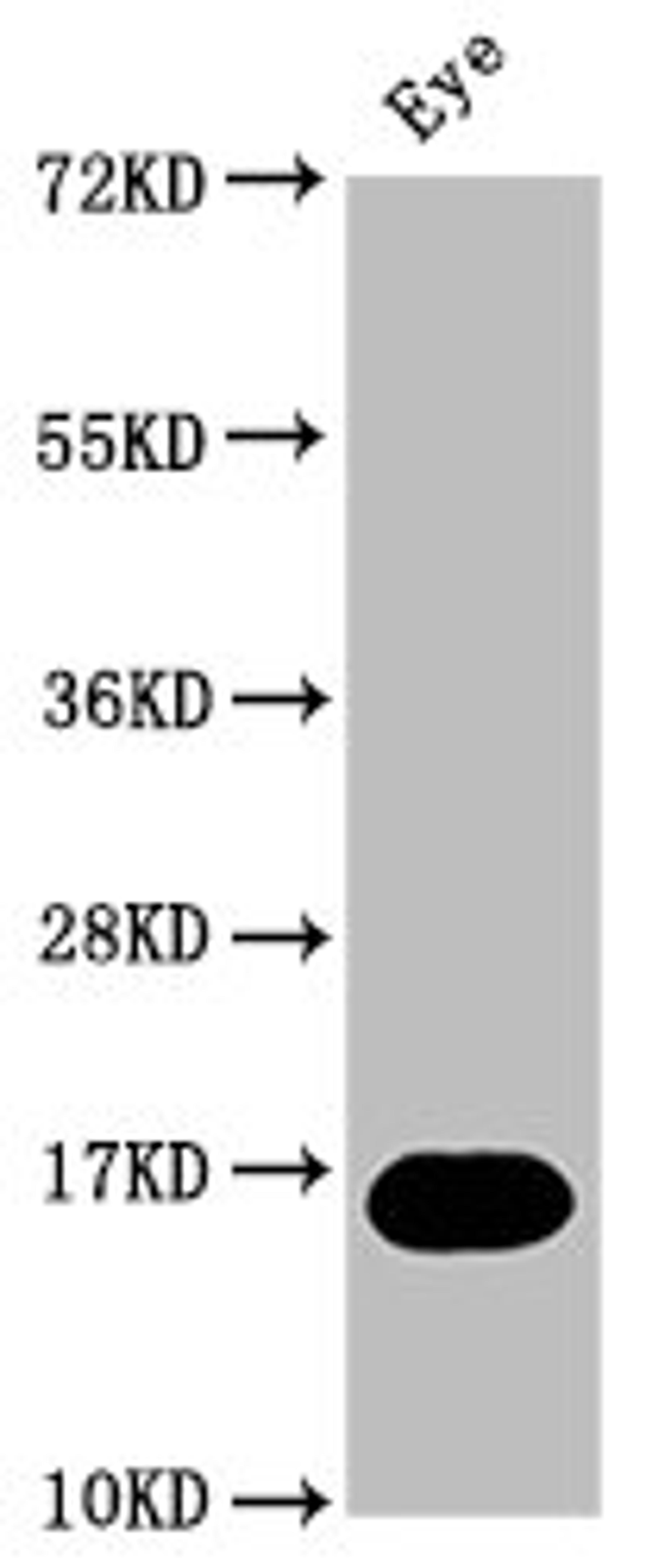 Western Blot. Positive WB detected in: Zebrafish eye tissue. All lanes: mturn at 1:2000. Secondary. Goat polyclonal to rabbit IgG at 1/50000 dilution. Predicted band size: 16 kDa. Observed band size: 16 kDa