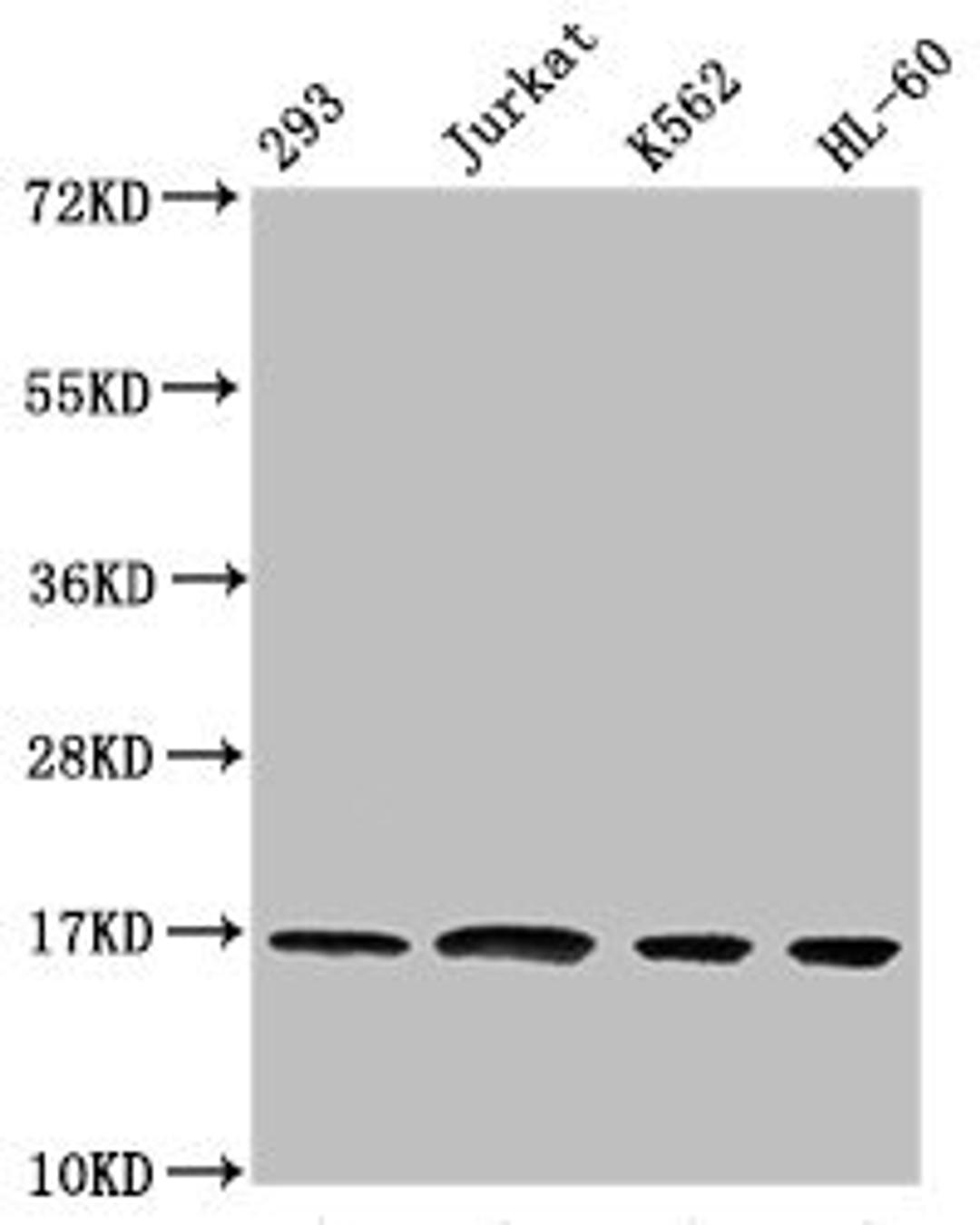 Western Blot. Positive WB detected in: 293 whole cell lysate, Jurkat whole cell lysate, K562 whole cell lysate, HL60 whole cell lysate. All lanes: HIST1H3A antibody at 1:500. Secondary. Goat polyclonal to rabbit IgG at 1/40000 dilution. Predicted band size: 16 kDa. Observed band size: 16 kDa