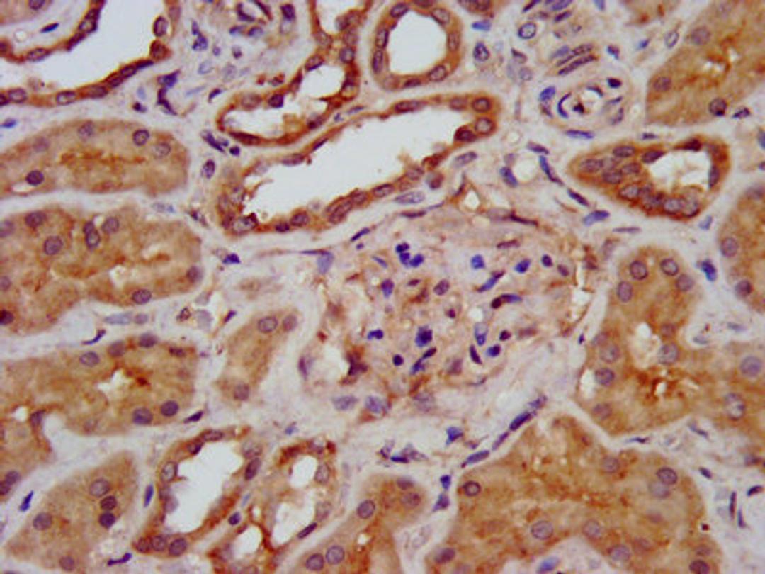 IHC image of CSB-PA871629LA01HU diluted at 1:400 and staining in paraffin-embedded human kidney tissue performed on a Leica BondTM system. After dewaxing and hydration, antigen retrieval was mediated by high pressure in a citrate buffer (pH 6.0). Section was blocked with 10% normal goat serum 30min at RT. Then primary antibody (1% BSA) was incubated at 4&deg;C overnight. The primary is detected by a biotinylated secondary antibody and visualized using an HRP conjugated SP system.