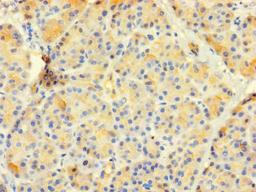 Immunohistochemistry of paraffin-embedded human pancreatic tissue using CSB-PA324640LA01HU at dilution of 1:100