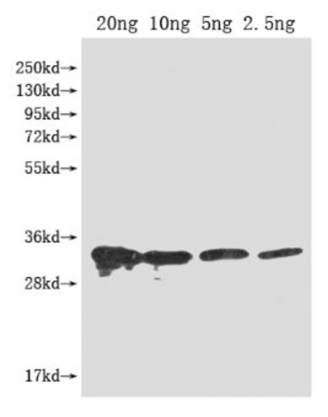 Western Blot. Positive WB detected in Recombinant protein. All lanes: PFP-BETA1 antibody at 1:2000. Secondary. Goat polyclonal to rabbit IgG at 1/50000 dilution. Predicted band size: 33 kDa. Observed band size: 33 kDa. 