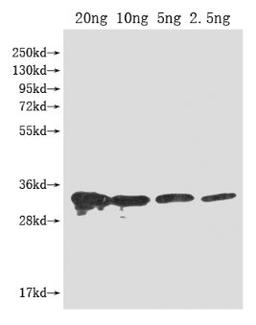 Western Blot. Positive WB detected in Recombinant protein. All lanes: PFP-BETA1 antibody at 1:2000. Secondary. Goat polyclonal to rabbit IgG at 1/50000 dilution. Predicted band size: 33 kDa. Observed band size: 33 kDa. 