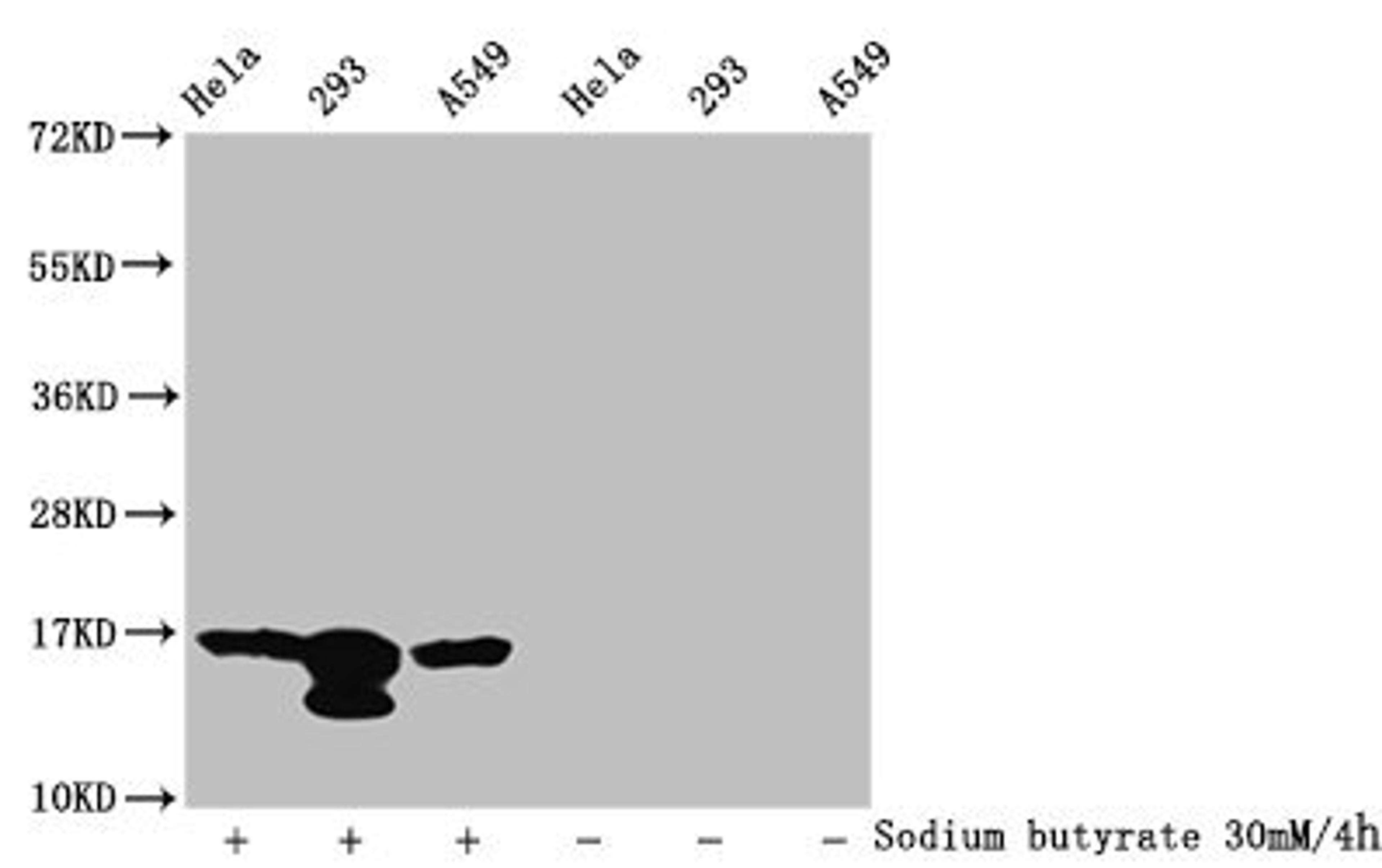 Western Blot. Detected samples: Hela whole cell lysate, 293 whole cell lysate, A549 whole cell lysate; Untreated (-) or treated (+) with 30mM sodium butyrate for 4h. All lanes: HIST1H3A antibody at 1:100. Secondary. Goat polyclonal to rabbit IgG at 1/50000 dilution. Predicted band size: 16 kDa. Observed band size: 16 kDa