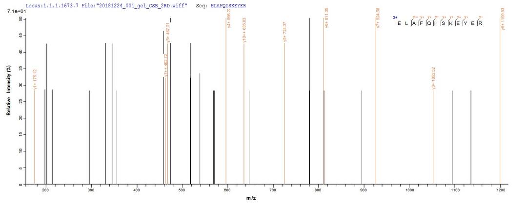 Based on the SEQUEST from database of E.coli host and target protein, the LC-MS/MS Analysis result of CSB-EP615720HU1 could indicate that this peptide derived from E.coli-expressed Homo sapiens (Human) DDX39B.