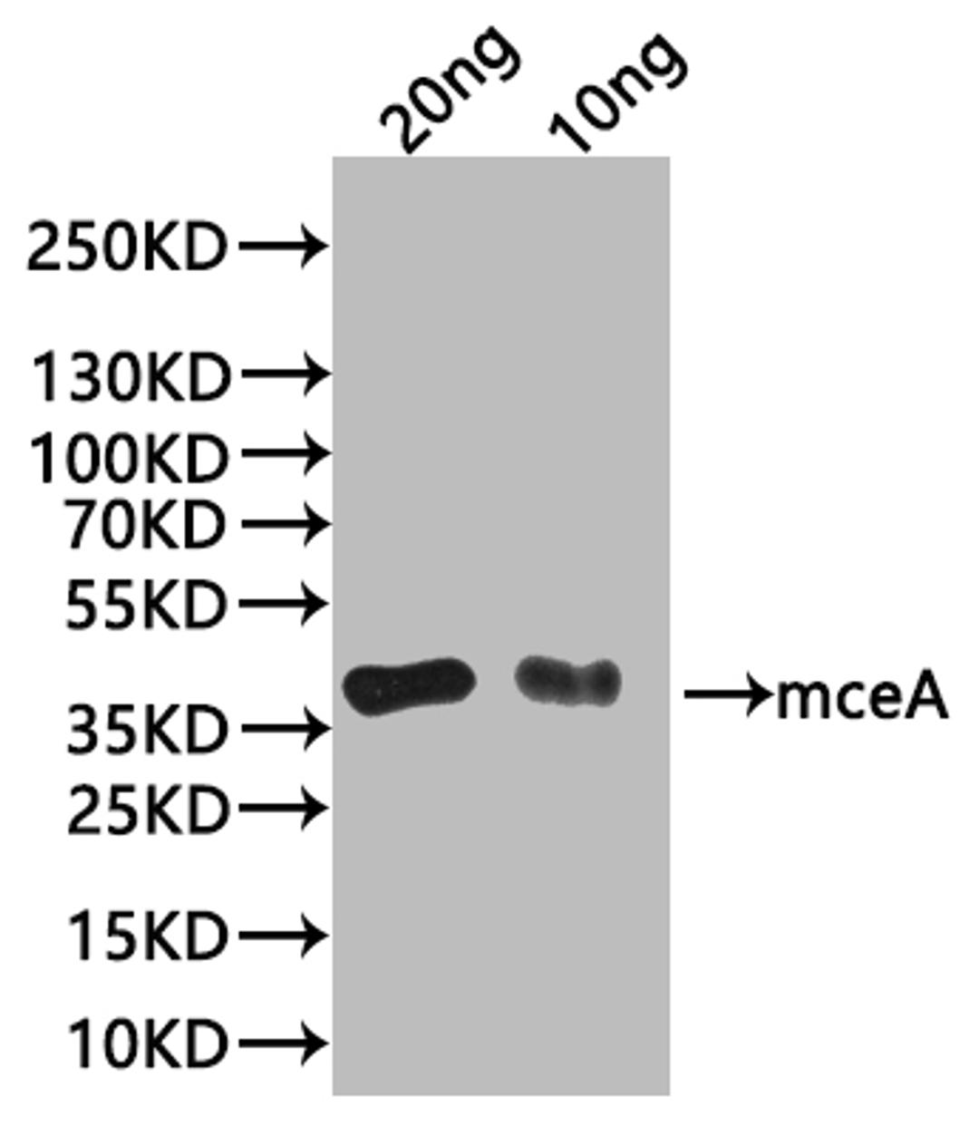 Western Blot. Positive WB detected in: recombinant protein. All lanes:mceA Antibody at 1:1000. Secondary. Goat polyclonal to rabbit IgG at 1/20000 dilution. Predicted band size: 34 kDa. Observed band size: 34 kDa. 
