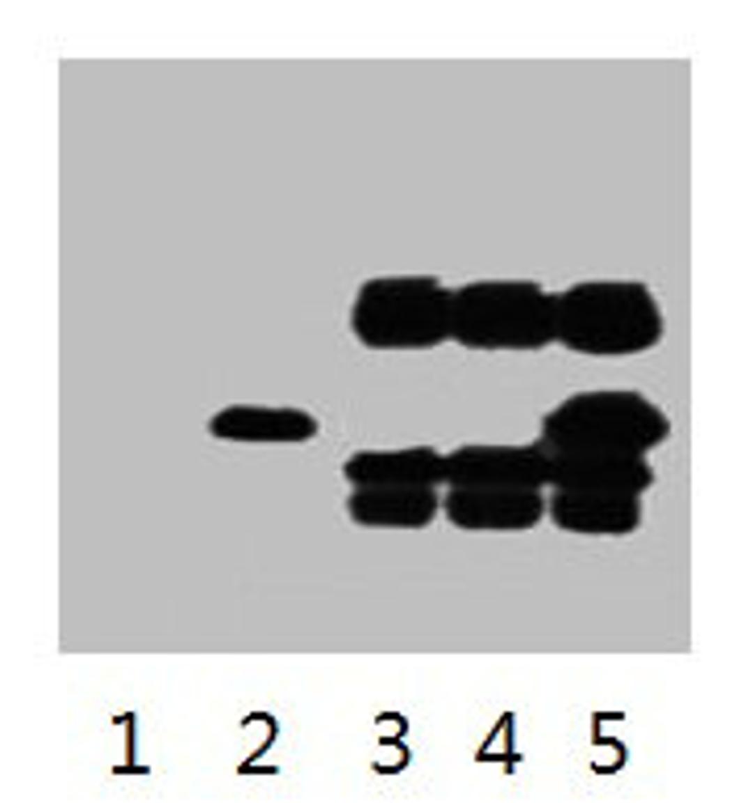 IP antibody use: 5µg V5 Mouse IgG1 per ml Lysate, WB 1: 5000. Lane 1: untransfected 293 cell lysate. Lane 2: transfected 293 cell lysate with V5-tag fusion protein. Lane 3: IP (untransfted 293 + anti-V5 mAb + Protein G agarose). Lane 4: IP (transfected 293 + normal Mouse IgG + Protein G agarose). Lane 5: IP (transfected 293 + anti-V5 mAb + Protein G agarose). 
