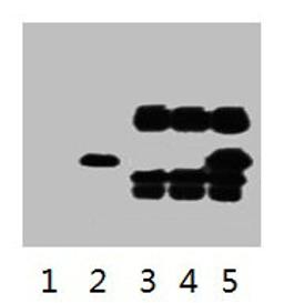 IP antibody use: 5µg V5 Mouse IgG1 per ml Lysate, WB 1: 5000. Lane 1: untransfected 293 cell lysate. Lane 2: transfected 293 cell lysate with V5-tag fusion protein. Lane 3: IP (untransfted 293 + anti-V5 mAb + Protein G agarose). Lane 4: IP (transfected 293 + normal Mouse IgG + Protein G agarose). Lane 5: IP (transfected 293 + anti-V5 mAb + Protein G agarose). 
