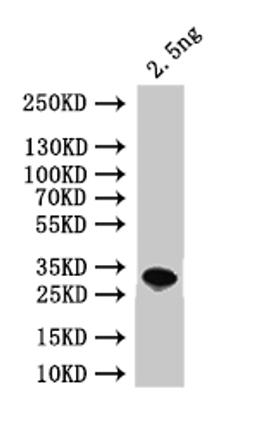 Western Blot. Positive WB detected in: recombinant protein. All lanes:ALD4  Antibody at 1:1000. Secondary. Goat polyclonal to rabbit IgG at 1/50000 dilution. Predicted band size: 31 kDa. Observed band size: 31 kDa. 