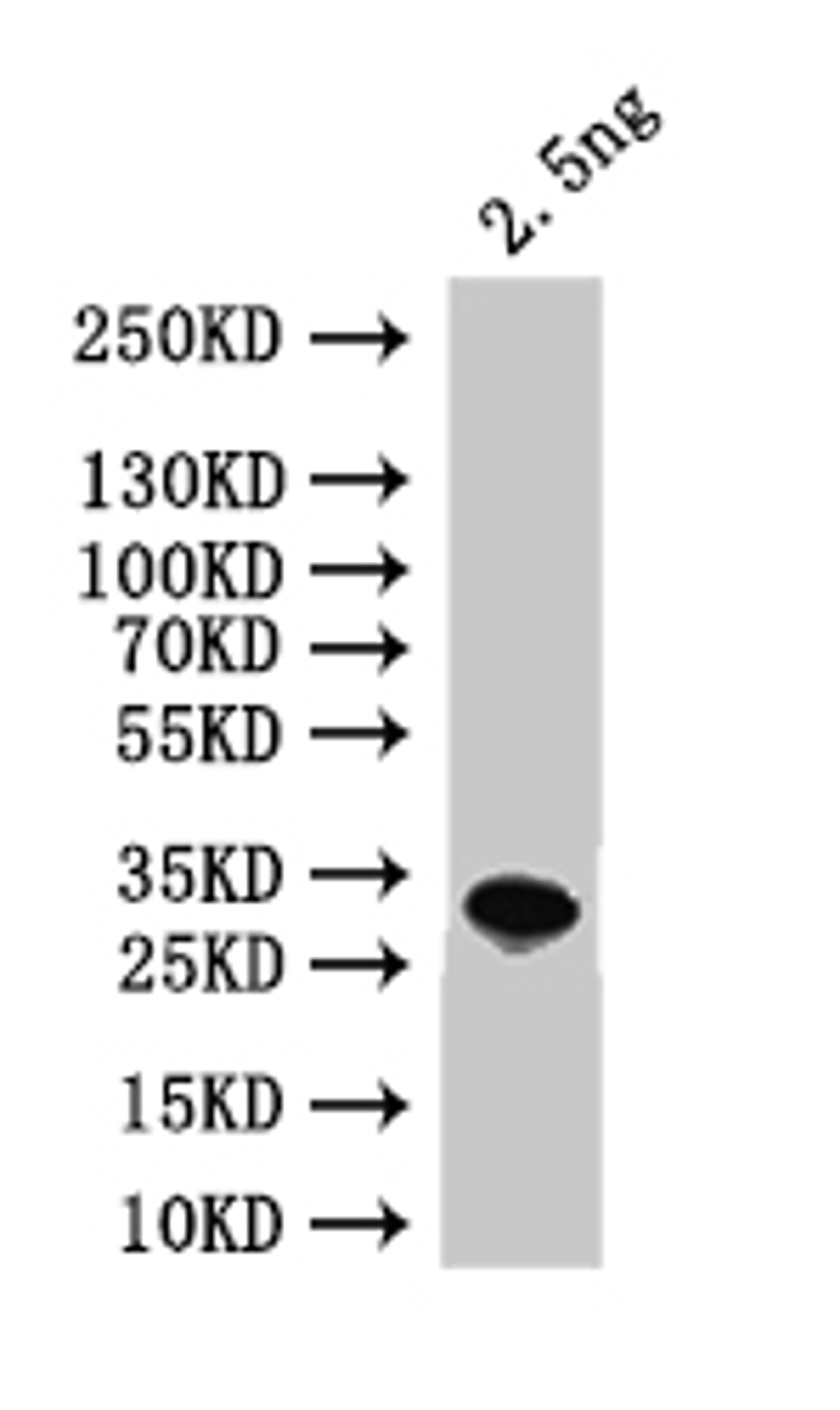 Western Blot. Positive WB detected in: recombinant protein. All lanes:ALD4  Antibody at 1:1000. Secondary. Goat polyclonal to rabbit IgG at 1/50000 dilution. Predicted band size: 31 kDa. Observed band size: 31 kDa. 