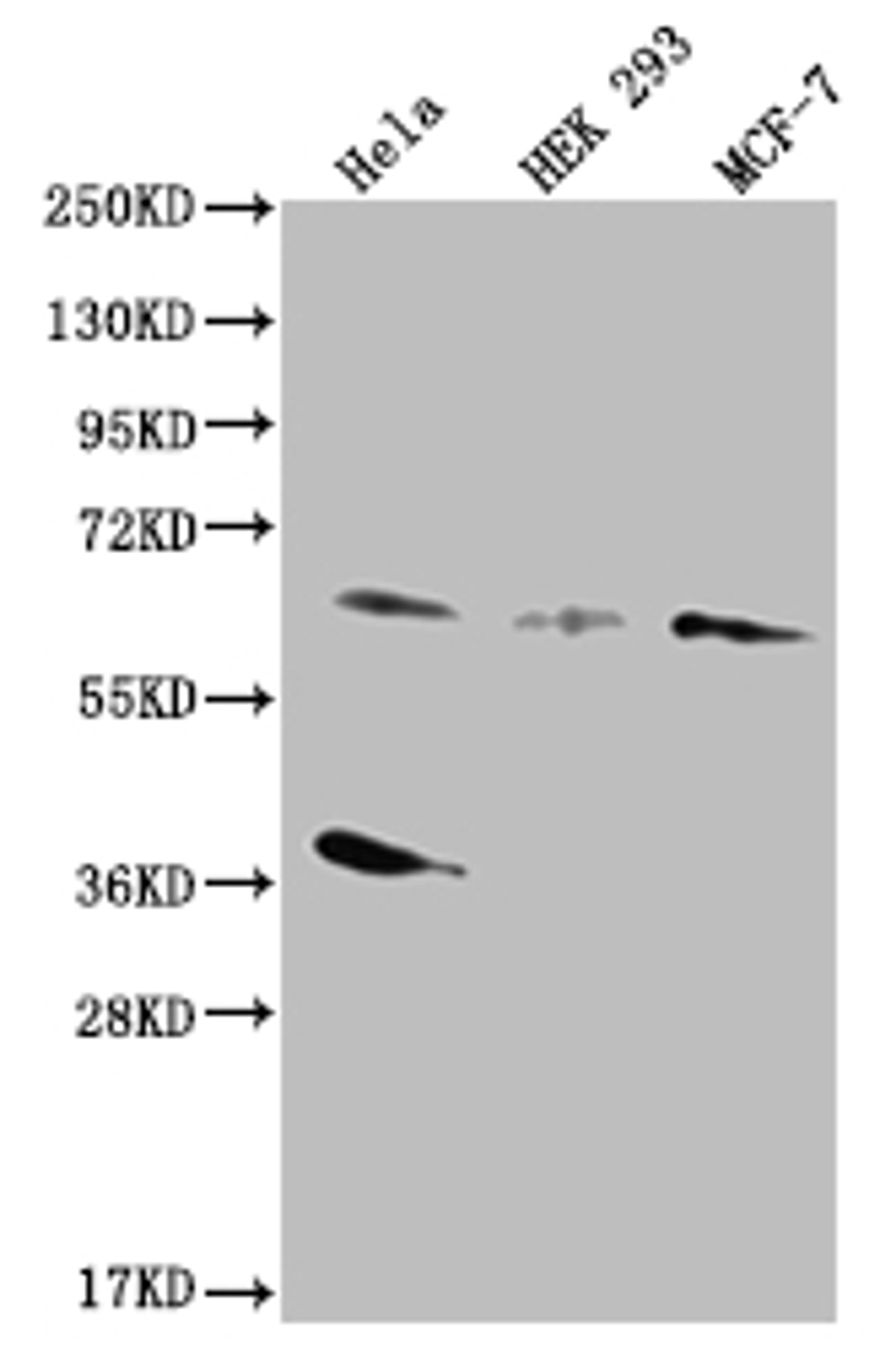 Western Blot. Positive WB detected in: Hela whole cell lysate, HEK293 whole cell lysate, MCF-7 whole cell lysate. All lanes: SMAD4 antibody at 1:500. Secondary. Goat polyclonal to rabbit IgG at 1/50000 dilution. Predicted band size: 61 kDa. Observed band size: 55-72 kDa. 