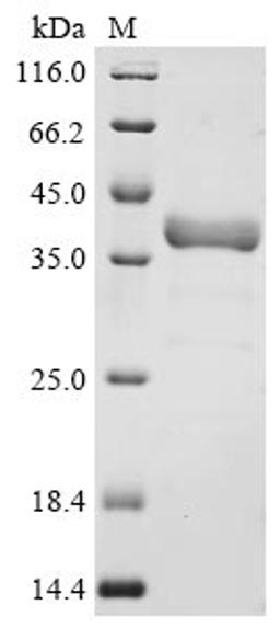 (Tris-Glycine gel) Discontinuous SDS-PAGE (reduced) with 5% enrichment gel and 15% separation gel.
