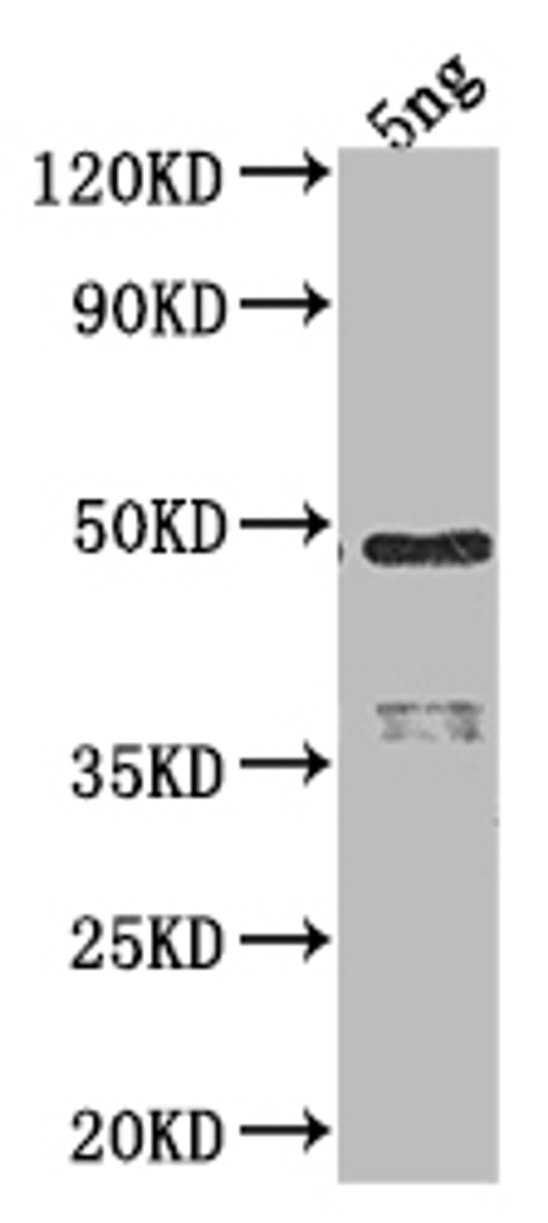 Western Blot. Positive WB detected in Recombinant protein. All lanes: RPOD antibody at 1:2000. Secondary. Goat polyclonal to rabbit IgG at 1/50000 dilution. Predicted band size: 41.6 kDa. Observed band size: 48 kDa. 