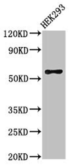 Western Blot. Positive WB detected in: HEK293 whole cell lysate. All lanes: RBPJL antibody at 3µg/ml. Secondary. Goat polyclonal to rabbit IgG at 1/50000 dilution. Predicted band size: 57 kDa. Observed band size: 57 kDa