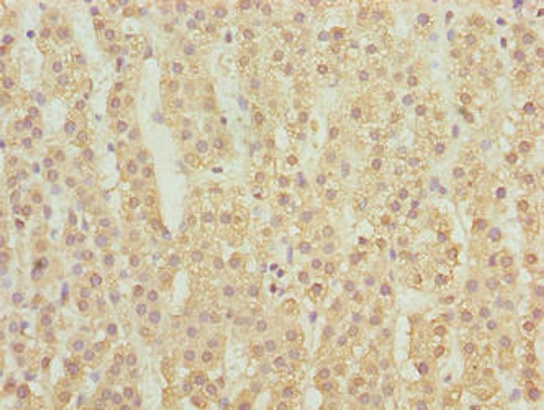 Immunohistochemistry of paraffin-embedded human adrenal gland tissue using CSB-PA863974LA01HU at dilution of 1:100