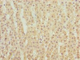 Immunohistochemistry of paraffin-embedded human adrenal gland tissue using CSB-PA863974LA01HU at dilution of 1:100