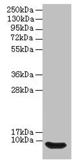 Western blot. All lanes: Defb14 antibody at 12µg/ml + Rat liver tissue. Secondary. Goat polyclonal to rabbit IgG at 1/10000 dilution. Predicted band size: 8 kDa. Observed band size: 8 kDa