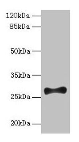 Western blot. All lanes: FGF13 antibody at 12µg/ml + Mouse brain tissue. Secondary. Goat polyclonal to rabbit IgG at 1/10000 dilution. Predicted band size: 28, 22, 29, 23, 26 kDa. Observed band size: 28 kDa