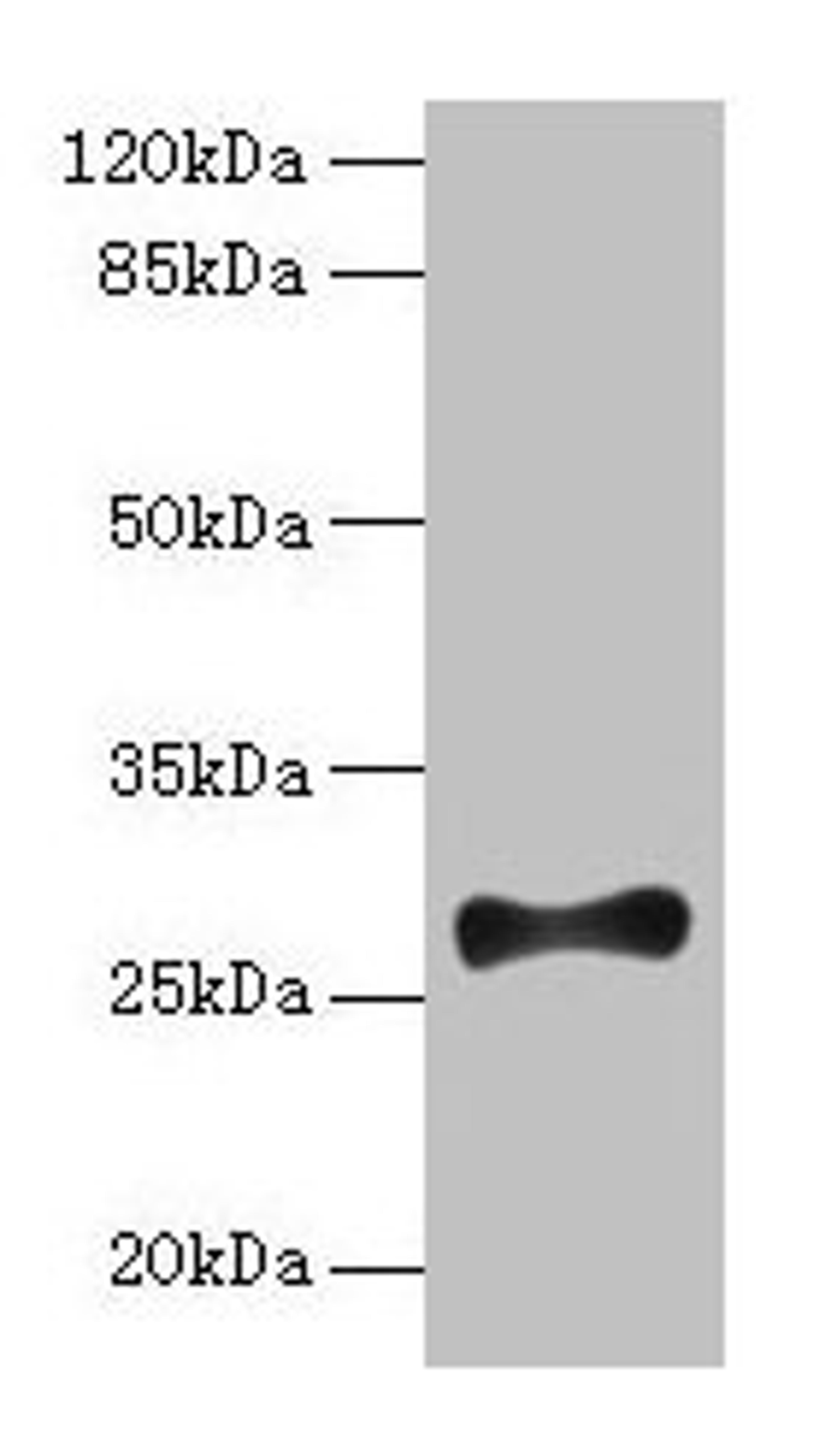 Western blot. All lanes: FGF13 antibody at 12µg/ml + Mouse brain tissue. Secondary. Goat polyclonal to rabbit IgG at 1/10000 dilution. Predicted band size: 28, 22, 29, 23, 26 kDa. Observed band size: 28 kDa