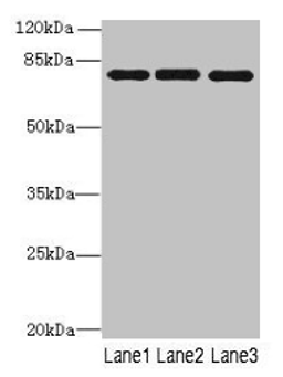 Western blot. All lanes: PPEF1 antibody at 1µg/ml. Lane 1: U251 whole cell lysate. Lane 2: A549 whole cell lysate. Lane 3: Mouse gonadal tissue. Secondary. Goat polyclonal to rabbit IgG at 1/10000 dilution. Predicted band size: 76, 70, 73, 45, 69 kDa. Observed band size: 76 kDa