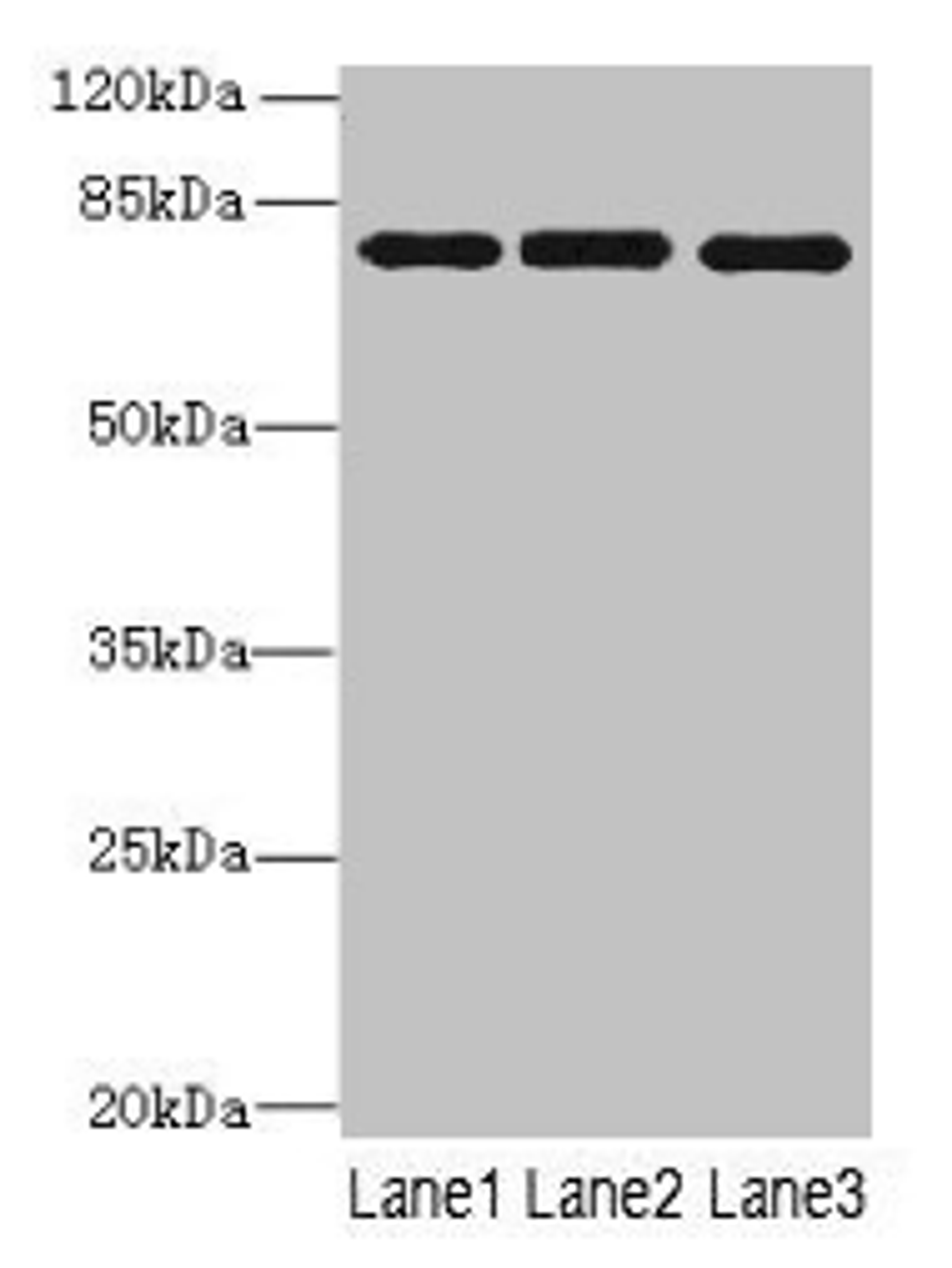 Western blot. All lanes: PPEF1 antibody at 1µg/ml. Lane 1: U251 whole cell lysate. Lane 2: A549 whole cell lysate. Lane 3: Mouse gonadal tissue. Secondary. Goat polyclonal to rabbit IgG at 1/10000 dilution. Predicted band size: 76, 70, 73, 45, 69 kDa. Observed band size: 76 kDa