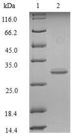 (Tris-Glycine gel) Discontinuous SDS-PAGE (reduced) with 5% enrichment gel and 15% separation gel.