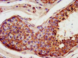 IHC image of CSB-PA839274LA01HU diluted at 1:400 and staining in paraffin-embedded human testis tissue performed on a Leica BondTM system. After dewaxing and hydration, antigen retrieval was mediated by high pressure in a citrate buffer (pH 6.0). Section was blocked with 10% normal goat serum 30min at RT. Then primary antibody (1% BSA) was incubated at 4&deg;C overnight. The primary is detected by a biotinylated secondary antibody and visualized using an HRP conjugated SP system.